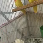 جوز روز تحته فروخ