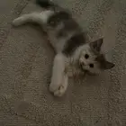 قطه تبني