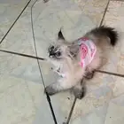 ابي قطوه صغيره تبني