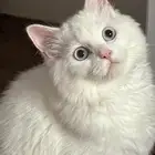 قط شيرازي