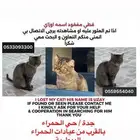 قط مفقود في حي الحمراء شارع الطاعه
