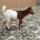 ماعز قزم