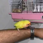 روز عصفور