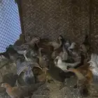 فروخ دجاج بلدي