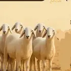 منسق صور إعلانية
