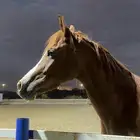 فرس شعبيه شيخه