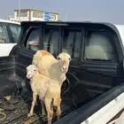 نعجه للبيع منتوج