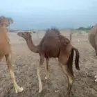 الصامل يتواصل