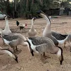 وز عراقي بياض