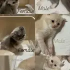 سكوتش فولد و سكوتش ستريت للبيع