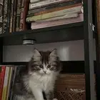 قطط شيرازي للبيع