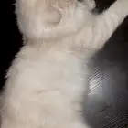 قط ذكر