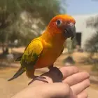 صن كنيور اليف و متكلم