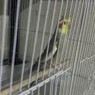 طير كروان للبيع