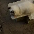 تبني عمرها 7 شهور