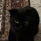قط سكوتش مهجن طالب تزاوج