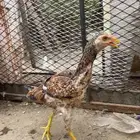 دجاج سندي