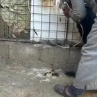 شاه نادره