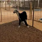 رخل نجدية