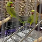 زوج درة للبيع - جاهز للإنتاج