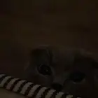 قط سكوتش فولد للتبني