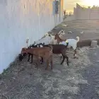 عرس منادي سمان ونظاف