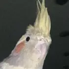 ذكر كوكتيل للبيع