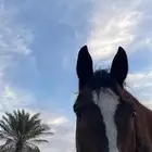 حصان انجليزي للبيع