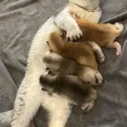 قطه سكوتش فولد تربل