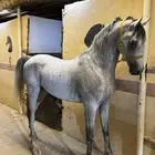 حصان شعبي جزيري للبيع