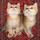 قطط سكوتش ستريت فولد برتش قط بريطاني شيرازي هملايا للبيع ذكر