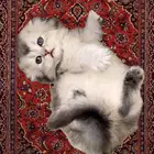 قطط سكوتش فولد قطط صغيرة قط شهرين قطط الرياض للبيع انثى ذكر