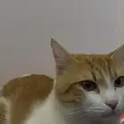 قط تبني بلدي ( تواصل مع الرقم )