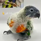 لوري رد كولارد