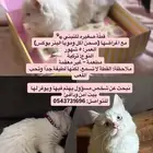 قطه م نقذه للتبني