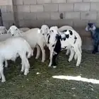 طليان حريه للثلاجة والمناسبات