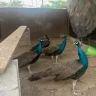 ذكور طاووس للبيع