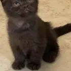 قطه للبيع سكوتش فولد