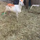 نعجة مد وطول عشار