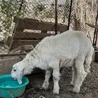 رخله للبيع