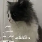 قطة شيرازيه أنثى العمر 8 شهور للتبني ( سكاكا الجوف )