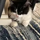 قط للتبني
