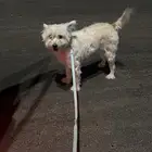 كلبه مالتيز