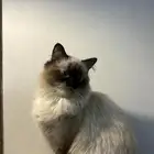 احتاج قط ذكر للتزاوج مع قطتي بشرط يكون شيرازي او هيملايا