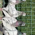 حمام باكستاني