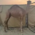 قعود مشروع فحل