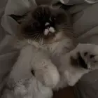 قطه أنثى طالبه تزاوج