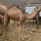 قعدان للبيع العدد 7