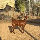 تيوس محايل فاخره