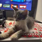 قطوه للتبني